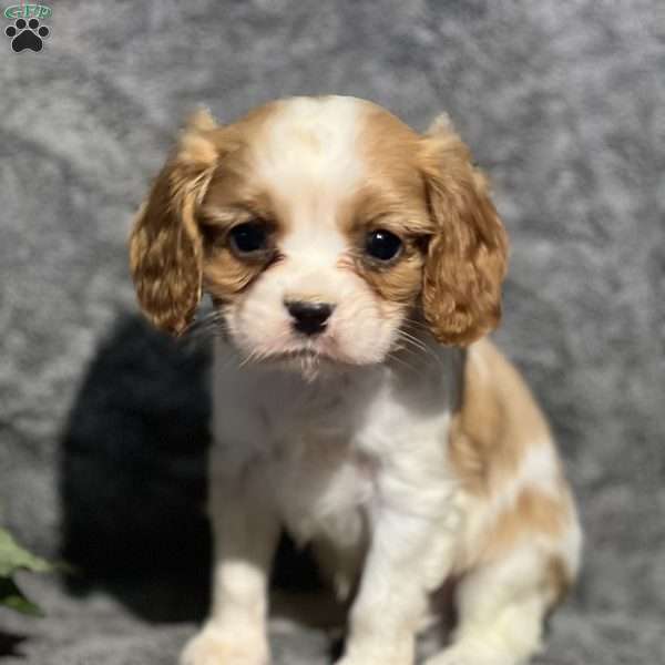 Hershey, Cavalier King Charles Spaniel Puppy
